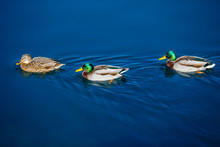 Tree Ducks Swim In Blue Water