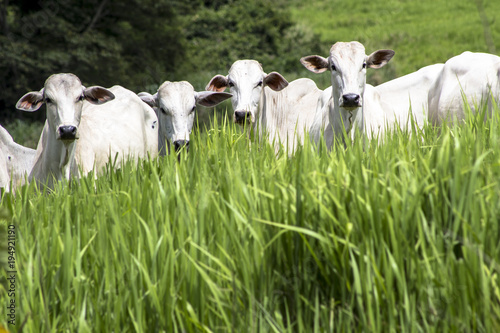Fotografía Herd of Nelore cattle grazing in a pasture