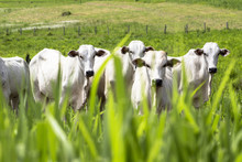 Herd Of Nelore Cattle Grazing In A Pasture