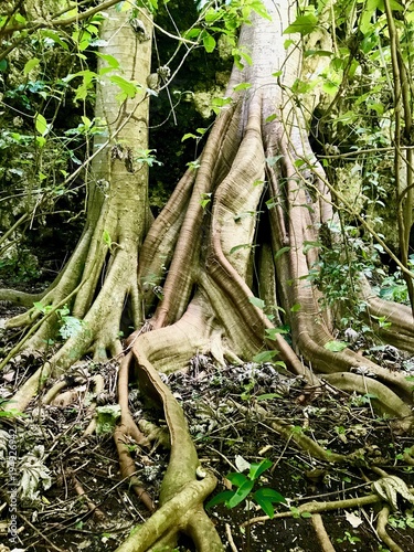 Fényképezés  Gigantic roots and untouched nature at a gully in the Saint Thomas Parish of Bar