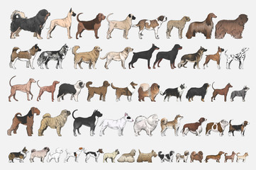 Wall Mural - Illustration drawing style of dog