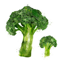 Broccoli On White Background. Watercolor Illustration