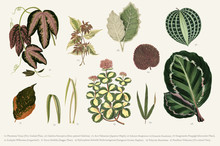 Collection Of Leaves Found In (1825-1890) New And Rare Beautiful-Leaved Plants. Digitally Enhanced From Our Own 1929 Edition Of The Publication.