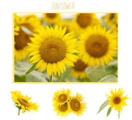 Wall Mural - sunflowers, in a field and isolated flowers