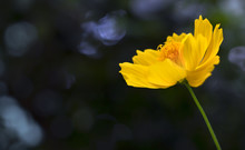 Yellow Cosmos Flower Blooming With Blurred Background. Selective Focus.