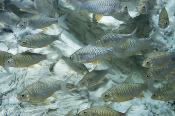 Fish Smith ' barb in Zoo aquarium of thailand.