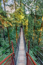 Suspension Bridge Stretching In A Dense Green Jungle Above The Ground