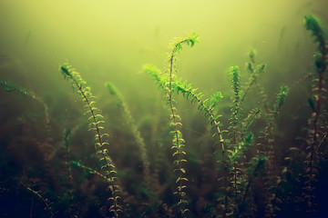 seaweed underwater freshwater