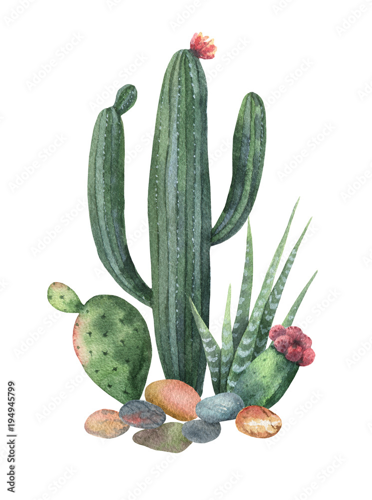 Watercolor collection of cacti and succulents plants isolated on white ...