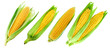 Corn collection isolated on white
