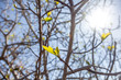 fresh green young leaves on a tree branch in sunlight, beautiful natural spring background