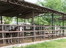 Las Tunas, Cuba - September 4, 2017: Emaciated Horses Huddled Together In A Single Stall At The City Fairgrounds.