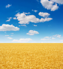 Photo of yellow wheat field with blue sky and clouds at summer