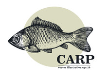 Hand Drawn Sketch Seafood Vector Vintage Illustration Of Carp Fish. Can Be Use For Menu Or Packaging Design. Engraved Style. Vintage Illustration.