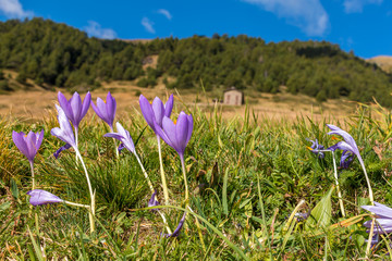 Wall Mural - Nice flower in spring in a mountains in Andorra