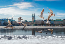 Hamburg Alster Im Schnee / Winter Mit Möwen Und Blauem Himmel 