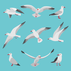 Wall Mural - set illustrations of atlantic seagulls in cartoon style. pictures of birds in different poses