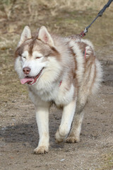  Husky Husky Dog