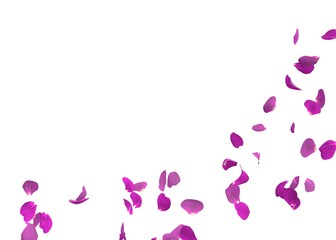 Wall Mural - Purple rose petals flying. The center free space for Your photos or text