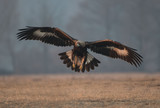 orzeł przedni - golden eagel - Aquila chrysaetos