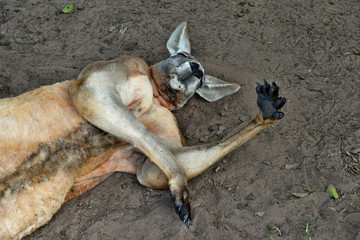 Wall Mural -  Very muscular wild red kangaroo lying with hand up