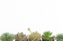 Horizontal Frame Of Various Types Of Flowering Echeveria Succulent Plants White Background