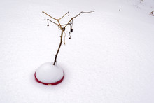 A Dead Plant In A Pot Filled With Thick Snow - Nature Abstract 3