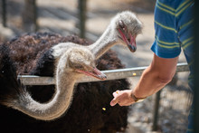 Feeding The Ostriches