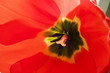 Tulipan wiosna w domu