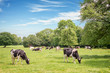 Norman cows grazing on grassy green field with trees on a bright sunny day in Normandy, France. Summer countryside scenic landscape and pasture, traditional orgnaic agriculture and farming