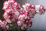 White and red dianthus caryophyllus bouquet