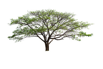 Aufkleber - isolated big tree