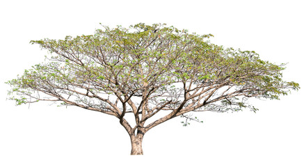 Aufkleber - big tree leafless isolated on white background 