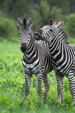 Fototapeta Konie - A vertical, colour image of two zebras, Equus burchellii, interacting in a green clearing in the Greater Kruger Transfrontier Park, South Africa.