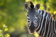 A Horizontal, Cropped, Colour Image Of A Zebra, Equus Burchellii, Facing The Camera In Back Light In The Greater Kruger Transfrontier Park, South Africa.