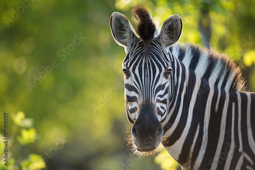 Obraz zebra poziomy-przyciety-kolorowy-obraz-zebry-equus-burchellii-zwrocony-w-strone-kamery-z-tylu