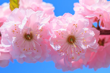 Poster - Blossom pink sakura