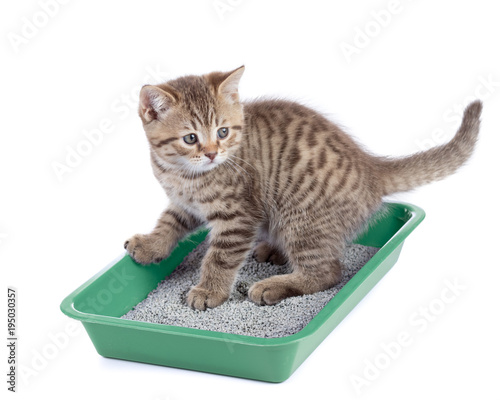 Cat sitting in green litter box isolated Poster Mural XXL