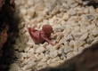 myszka noworodek pokarm węża