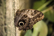 Motyl duży morpho peleides.
