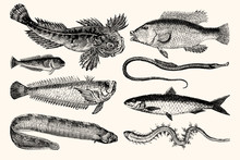 Vintage Illustrations Of Fish - A Collection Of Nautical Line Art