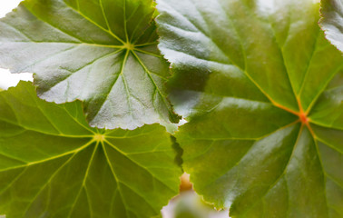 the texture of green leaves