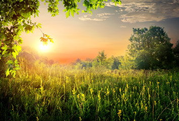 Wall Mural - summer beautiful sunset