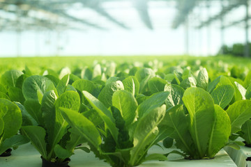 Growing vegetables in a greenhouse. Plantations of green salad.