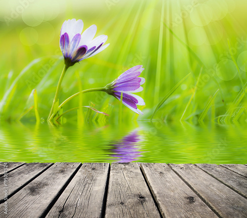 flores entre la hierba