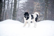 © noemie - landseer dog pure breed in snow winter playing sport one