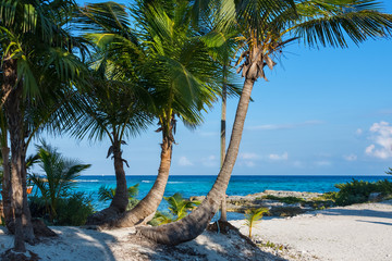 Palm trees. Beautiful tropical landscape, blue sky and turquoise sea in the background.