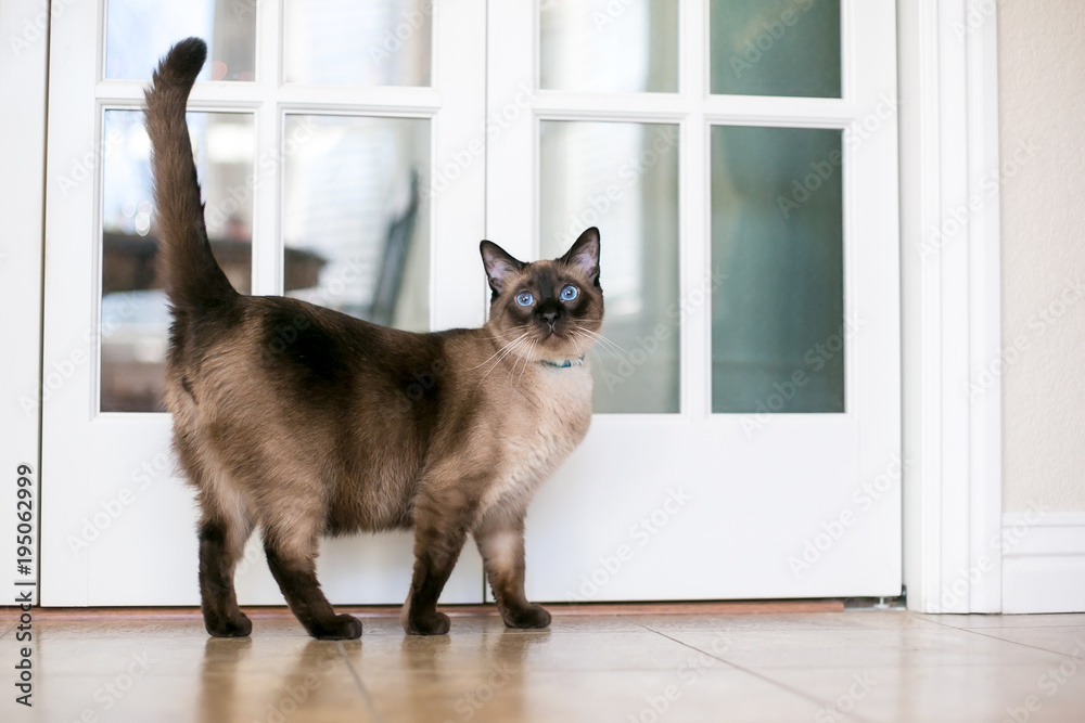 A purebred Siamese cat with seal point markings and blue eyes Stock ...