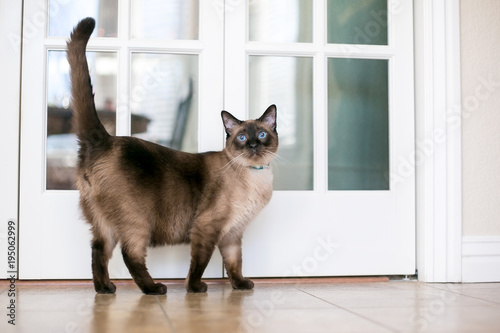 Fotografía A purebred Siamese cat with seal point markings and blue eyes