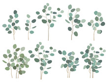 Hand Painted Silver Dollar Eucalyptus Elements, Branches And Bouquets, Isolated On White Background. Vector Set